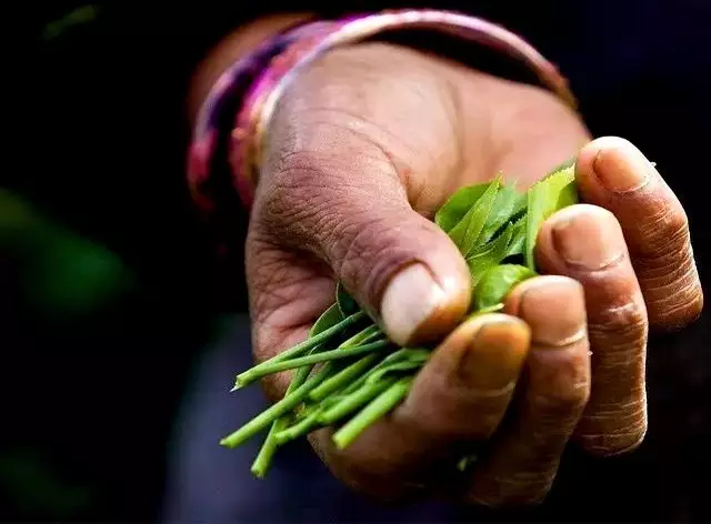 不如存茶——光芒普洱茶AG真人游戏平台存钱(图4)